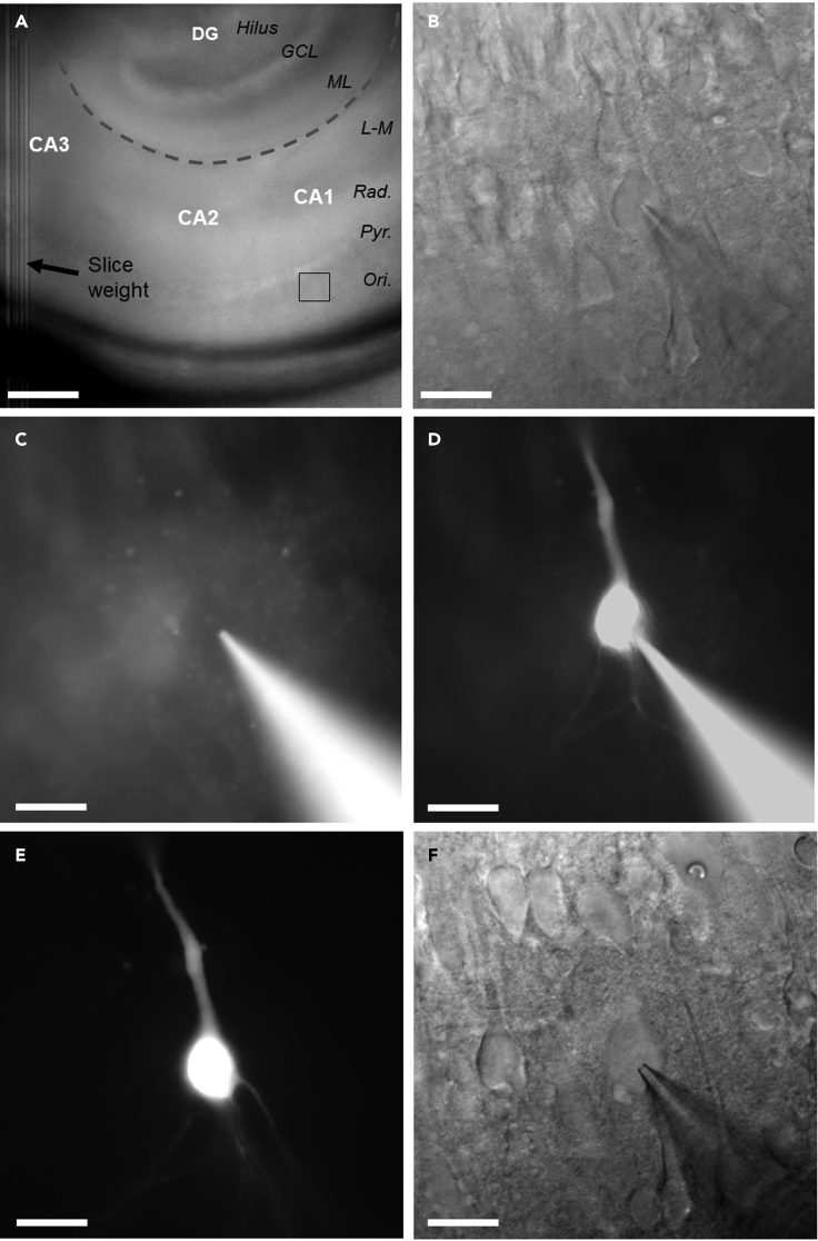 Figure 4