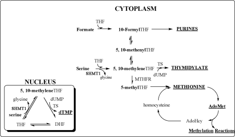 FIGURE 1.