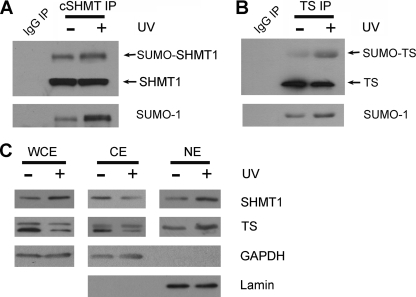 FIGURE 10.