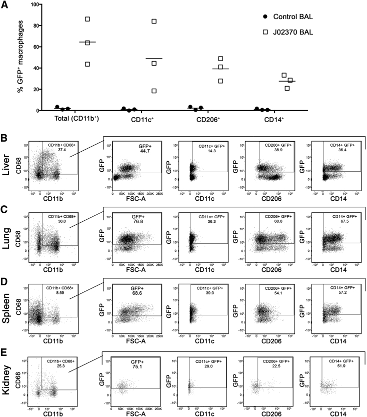 Figure 4