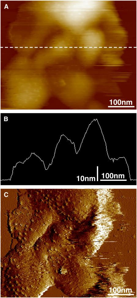 FIGURE 3