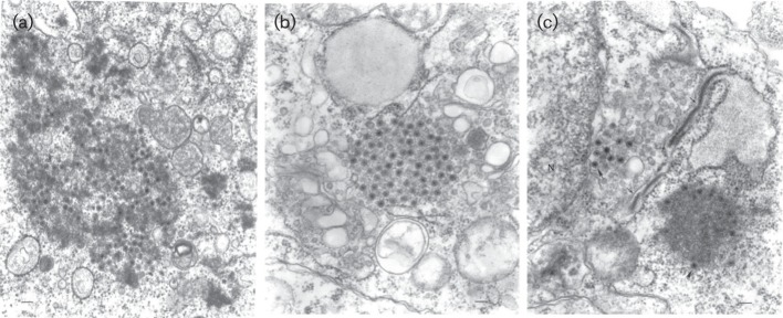 Fig. 1. 