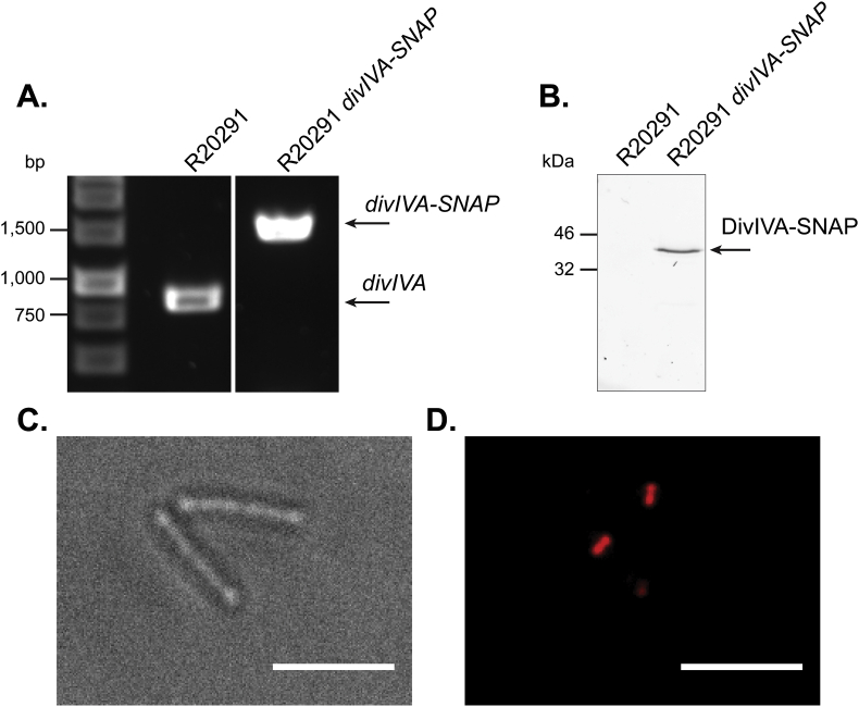 Fig. 3