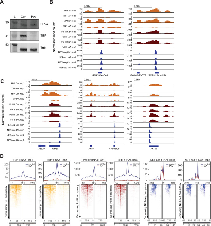 Figure 2—figure supplement 1.