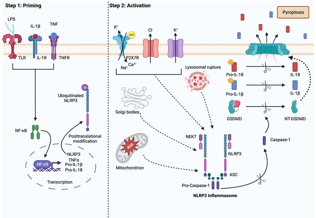 Figure 1.