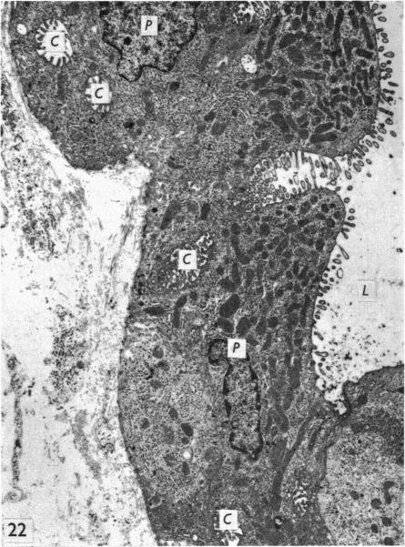 Fig. 22