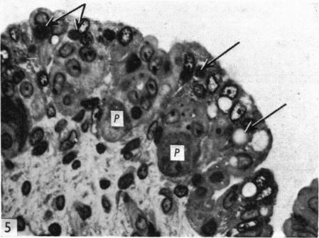 Fig. 5