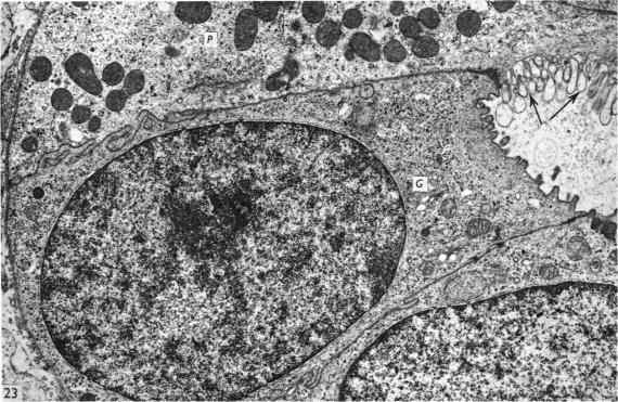 Fig. 23