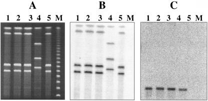 FIG. 5.