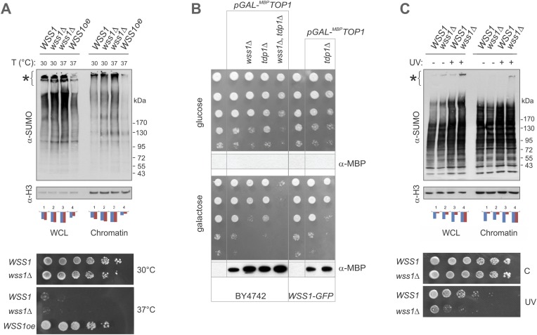 Figure 9—figure supplement 1.