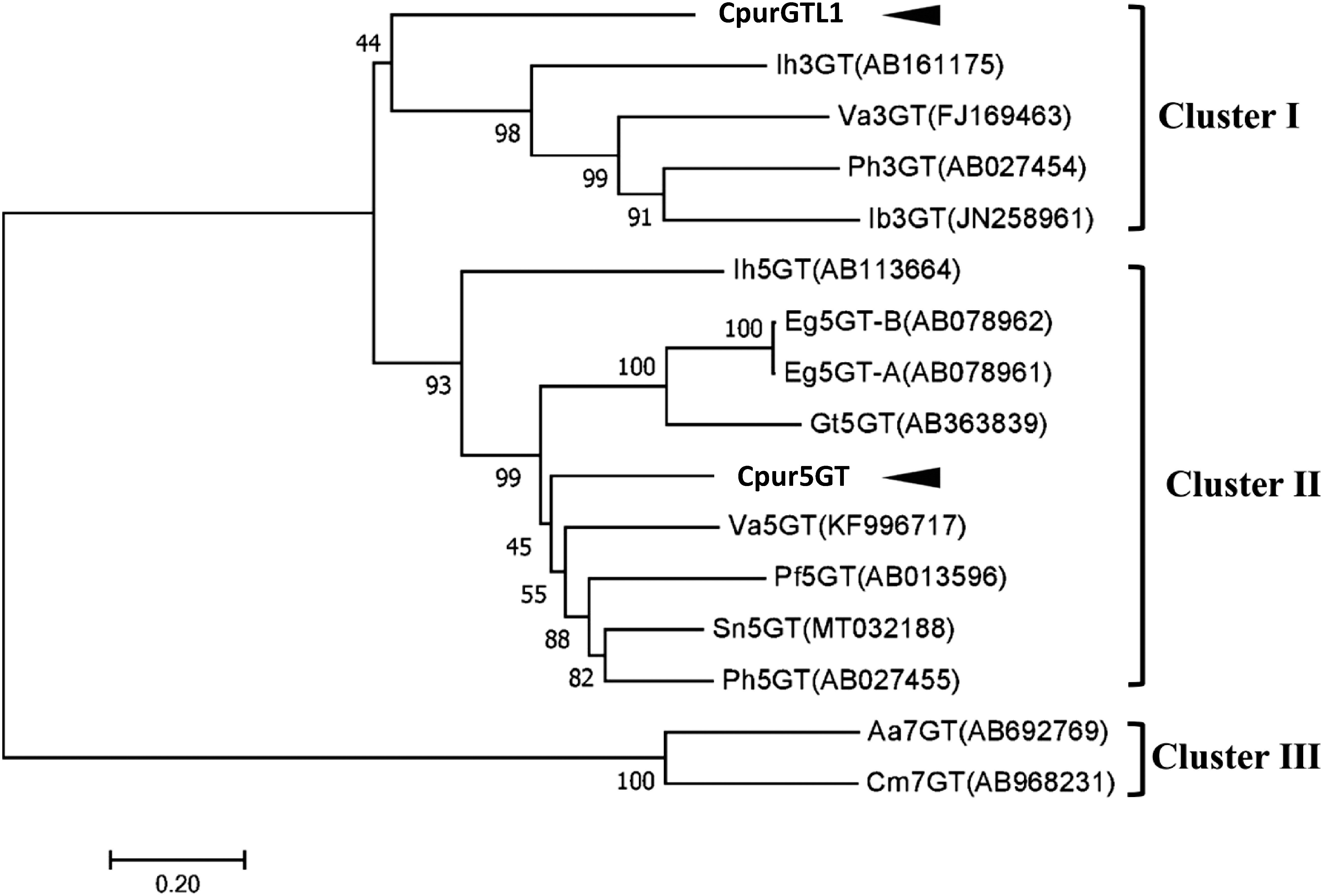 Figure 1. Phylogenetic analysis of Cpur5GT, CpurGLT1, and GT family members from other plant species. The phylogenetic tree was constructed using the neighbor-joining method with MEGA 7.0. The optimal tree (sum of branch length=6.59939181) is shown. Branch numbers represent the percentage of bootstrap values in 1,000 sampling replicates. Arrowheads indicate candidate 5GTs isolated from C. purpurascens in this study. EMBL/DDBJ/GenBank DNA database accession numbers and species names are shown.