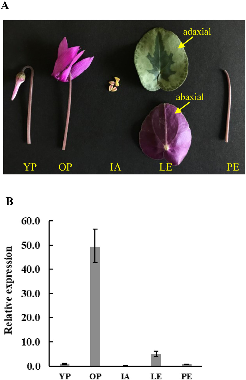 Figure 2. Relative expression levels of Cpur5GT in different tissues of C. purpurascens. (A) Photographs of the tested tissues of C. purpurascens. YP, young petals; OP, opened petals; IA, immature anthers; LE, leaves, (upper picture is adaxial and lower picture is abaxial); PE, petioles. (B) Expression analysis of Cpur5GT in different tissues of C. purpurascens. Data represent the means±standard deviation (SD) of four biological replicates.