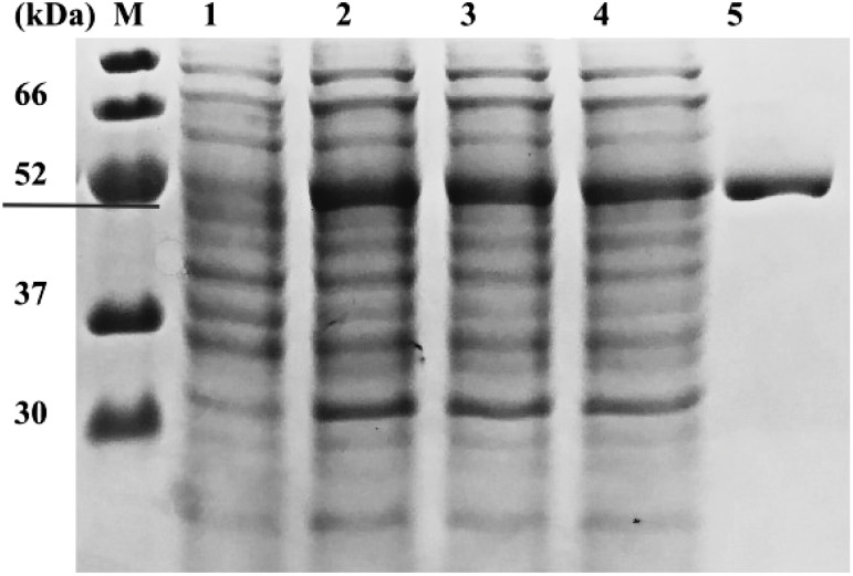 Figure 3. SDS-PAGE analysis of the recombinant Cpur5GT. Lane M, protein marker; lane 1, E. coli lysate without IPTG; lanes 2-4, E. coli lysate treated with 5, 10, or 20 µM IPTG; lane 5, purified recombinant protein.