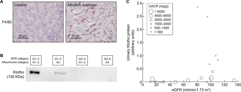 FIGURE 7: