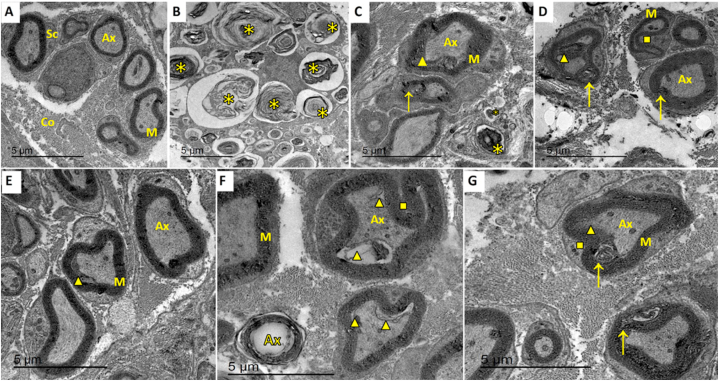 Fig. 8