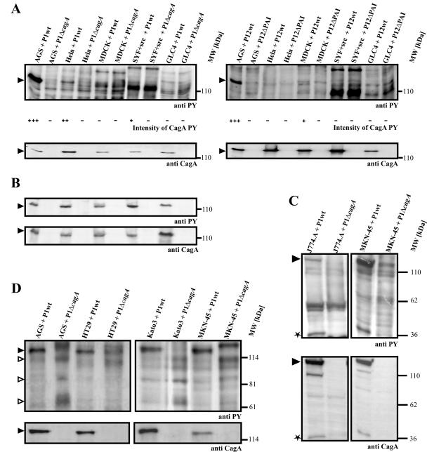 FIG. 1.