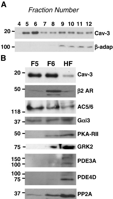 Fig. 8