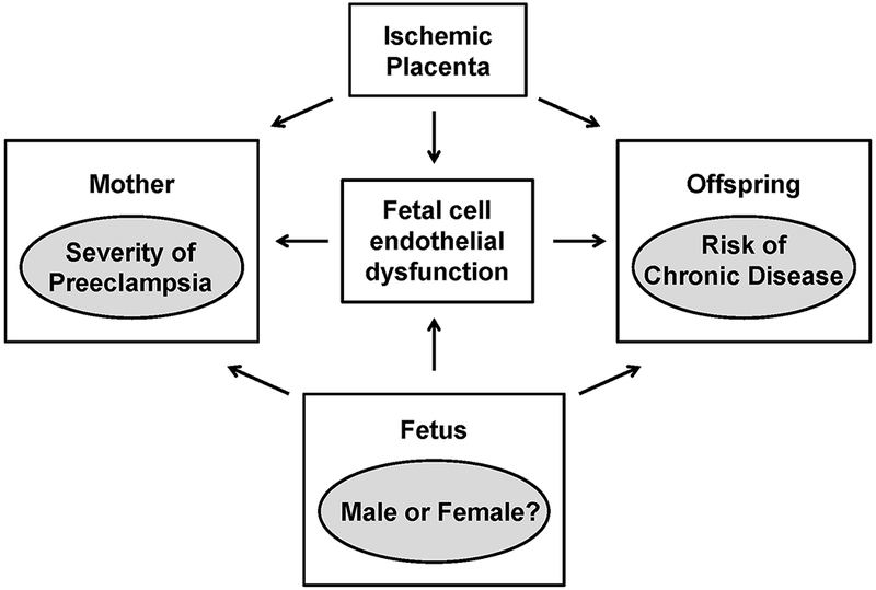 Huvecs early predictors of cardiovascular risk in offspring what is