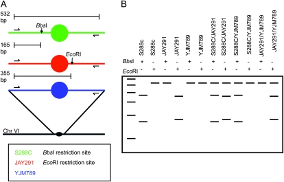 Figure 3.—