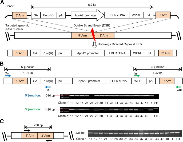 Fig. 2