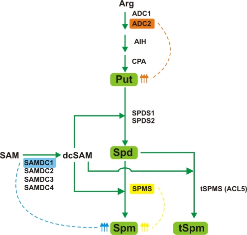 FIG. 1.