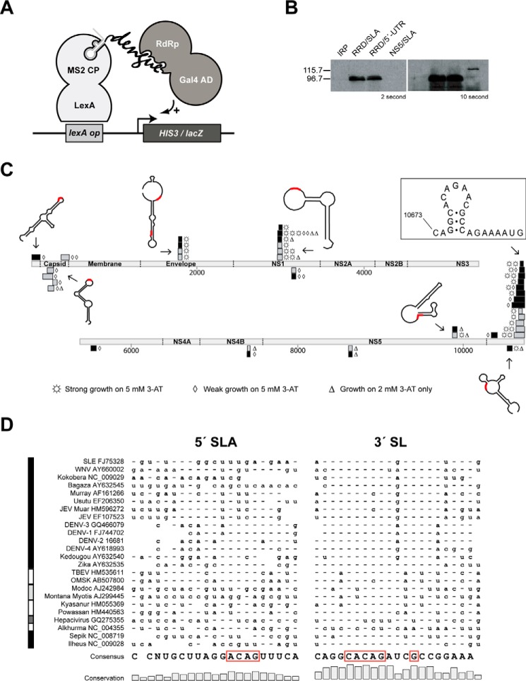 FIGURE 1.