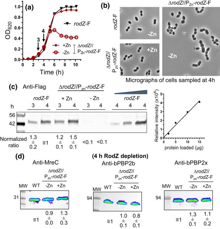 FIGURE 4