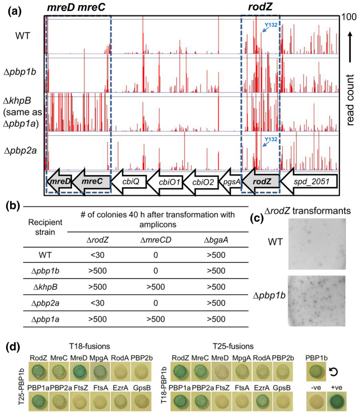 FIGURE 2