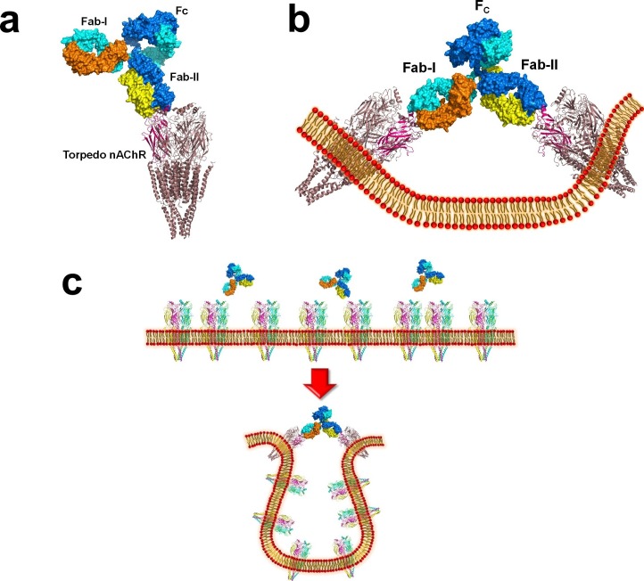 Figure 6—figure supplement 1.