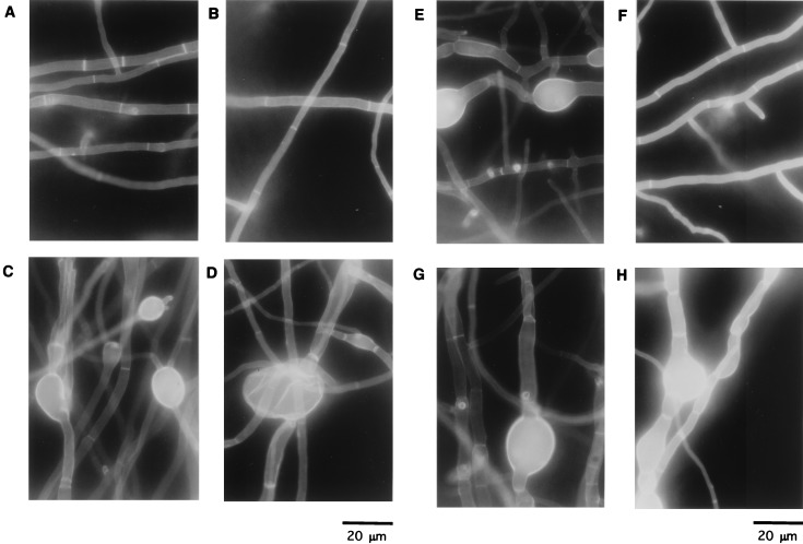 FIG. 9