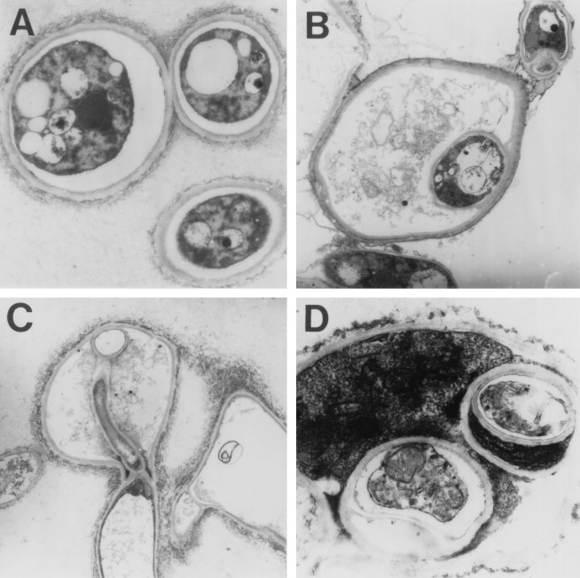 FIG. 6