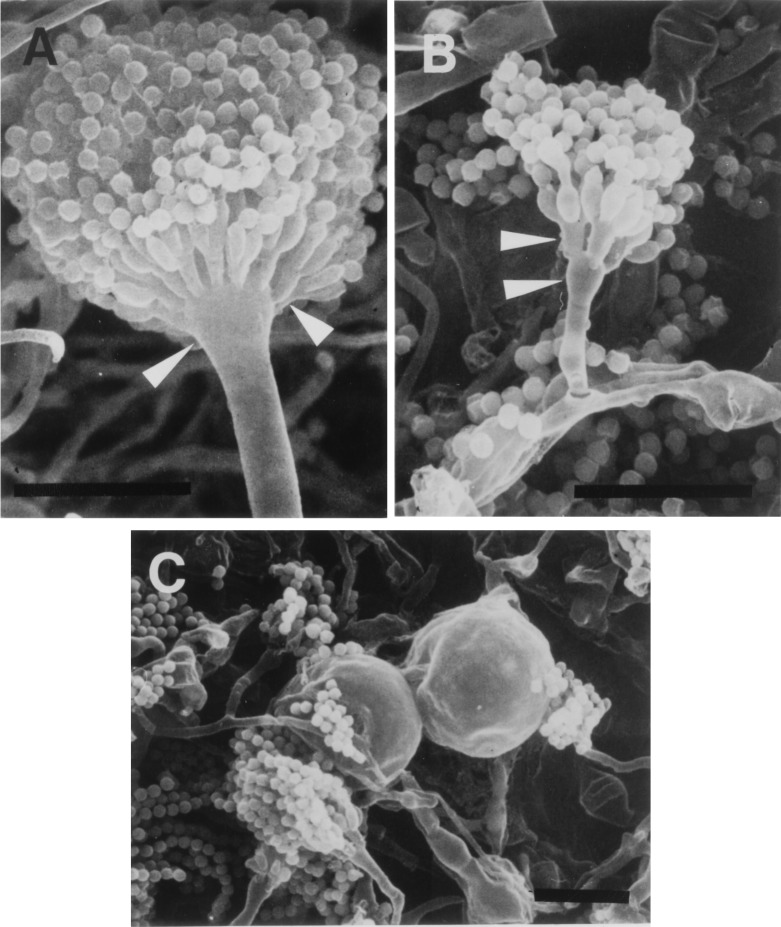 FIG. 5