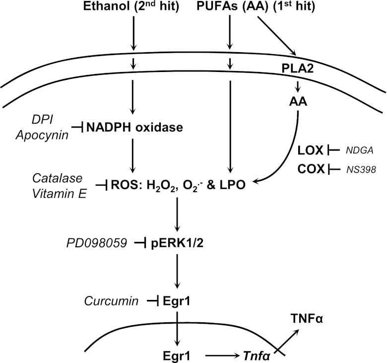 Fig. 8.