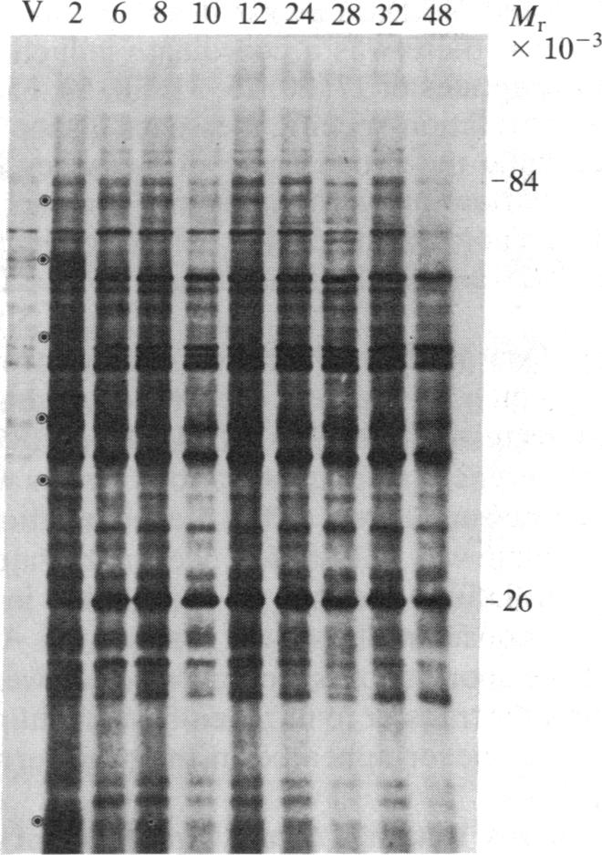 graphic file with name pnas00624-0064-a.jpg