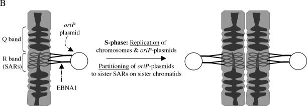 FIG. 9.