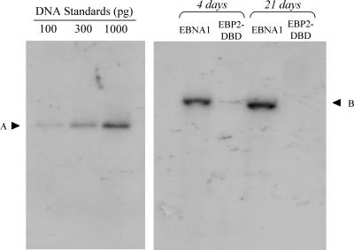 FIG. 7.