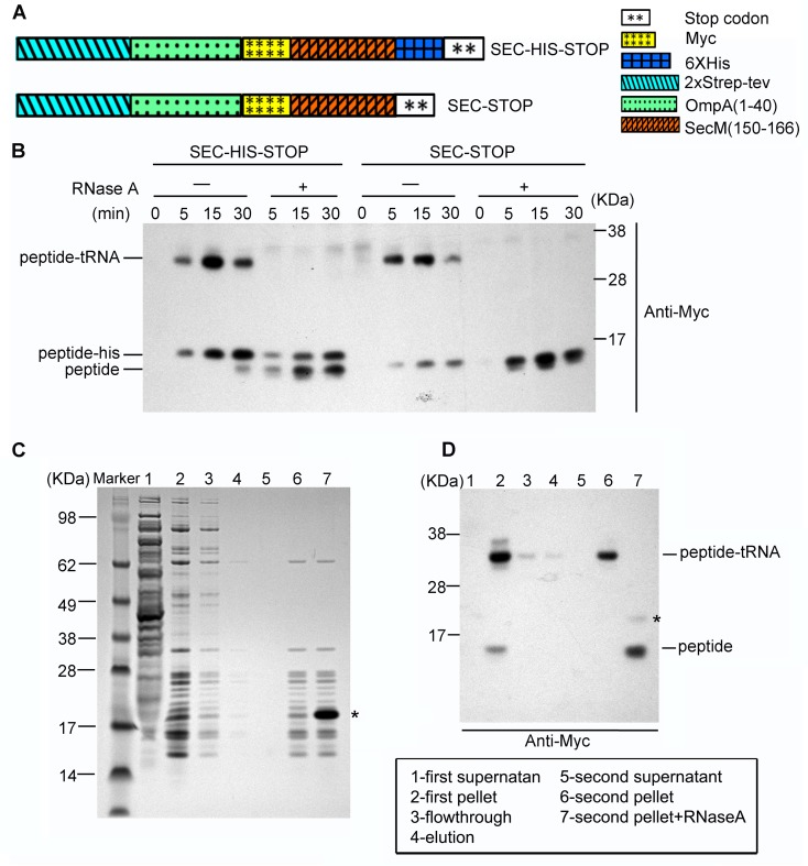 Figure 1—figure supplement 1.