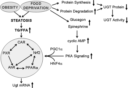 Fig. 10.