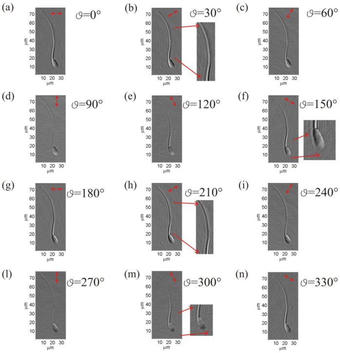 Fig. 8