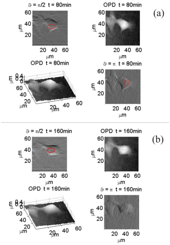 Fig. 9