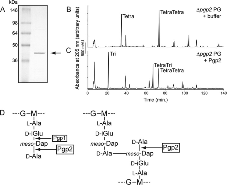 FIGURE 4.