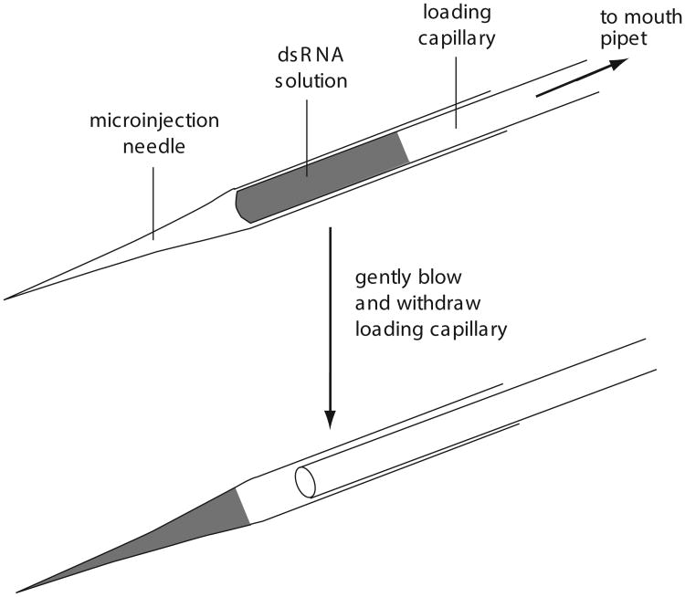 Figure 26.3.1