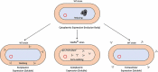 A rational decision to produce antibodies either in cytoplasm as inclusion body (IB) or in periplasm as soluble protein in rod-shaped Escherichia coli is dictated by each compartment’s wild-type (WT) redox environment. In addition, for soluble expression, an engineered semi-oxidizing cytoplasmic or an extracellular choice is also available.