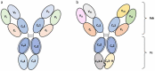 Cartoon of flexible (due to the lack of glycans) aglycosylated monoclonal (mAb; A) and bispecific (BsAb; B) antibodies produced in Escherichia coli. For asymmetric BsAb (B), heavy chain (HC) CH3 domain heterodimerization mutations are also depicted.