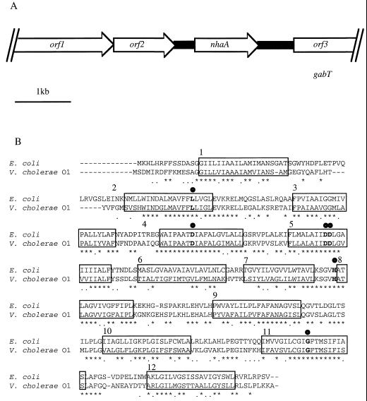 FIG. 1