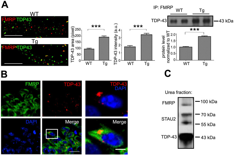 Figure 6