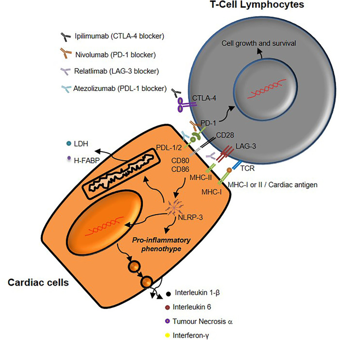 Figure 9