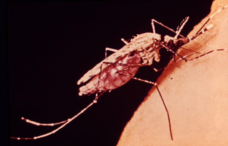 Two forms of the Anopheles mosquito, which transmits the malarial parasite, shed light on the genetic changes that prevent related species from producing fertile offspring— a condition of speciation. (CDC)