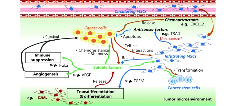 MSCs can induce cancer cell survival, stemness, and chemoresistance by differentiating into cancer-associated fibroblasts (CAFs) using a tumor growth factor β type 1 (TGFβ1)-dependent mechanism, and by releasing soluble factors that favor angiogenesis and immunosuppression in the tumor microenvironment, such as prostaglandin E2 (PGE2) and vascular endothelial growth factor (VEGF). MSCs can mediate anti-cancer effects by releasing anti-cancer factors, such as tumor necrosis factor-related apoptosis inducing ligand (TRAIL), via mechanisms that are not well understood. 