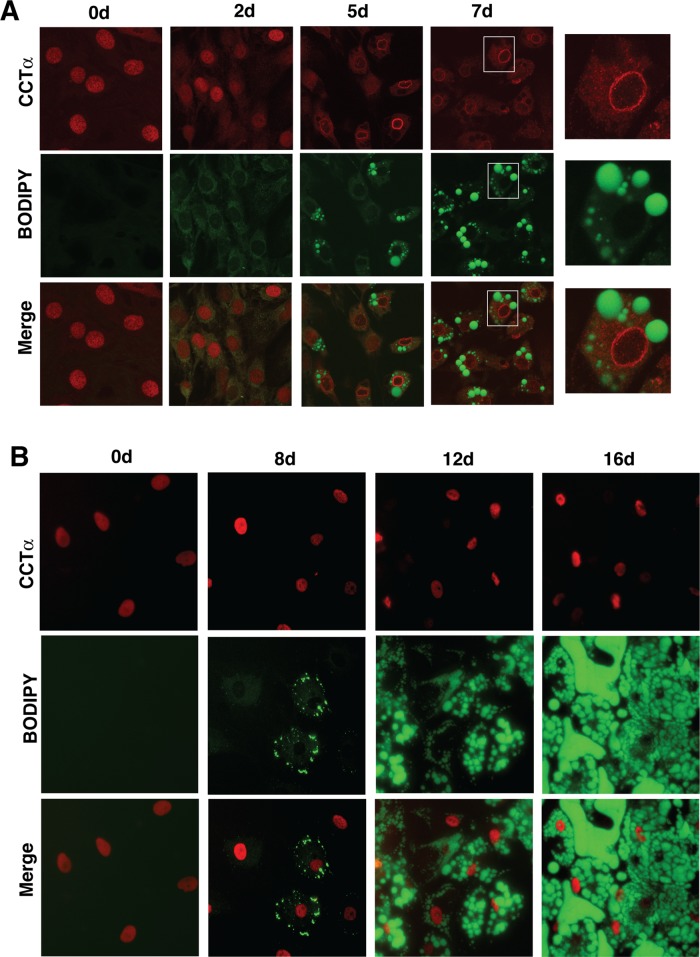 FIGURE 4: